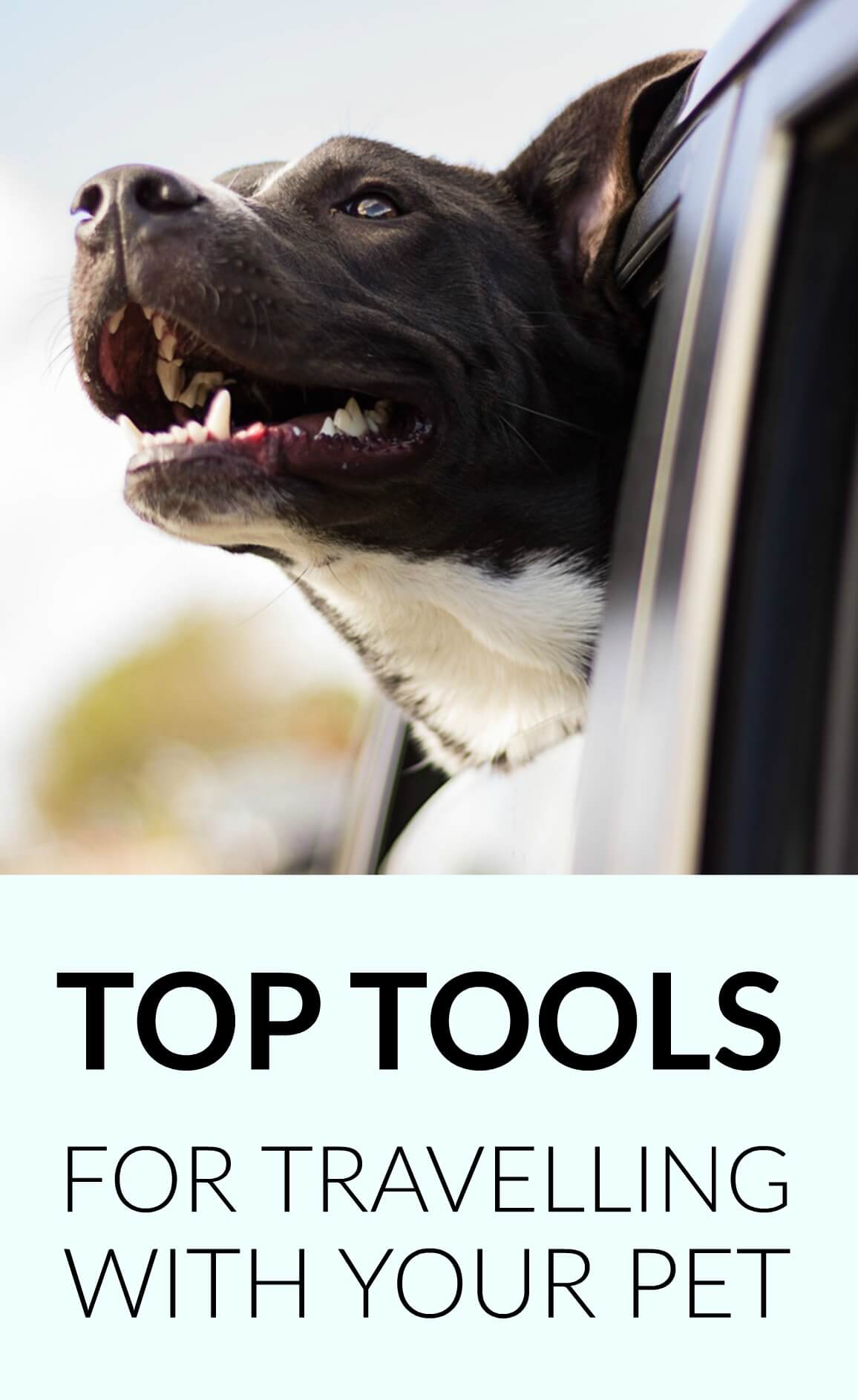 3 Astonishing Products to Make Travelling With Your Dog
