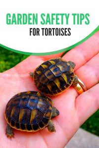 Keep your pet tortoise safe this summer with these care tips for free-ranging tortoises.