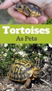 tortoises-as-pets