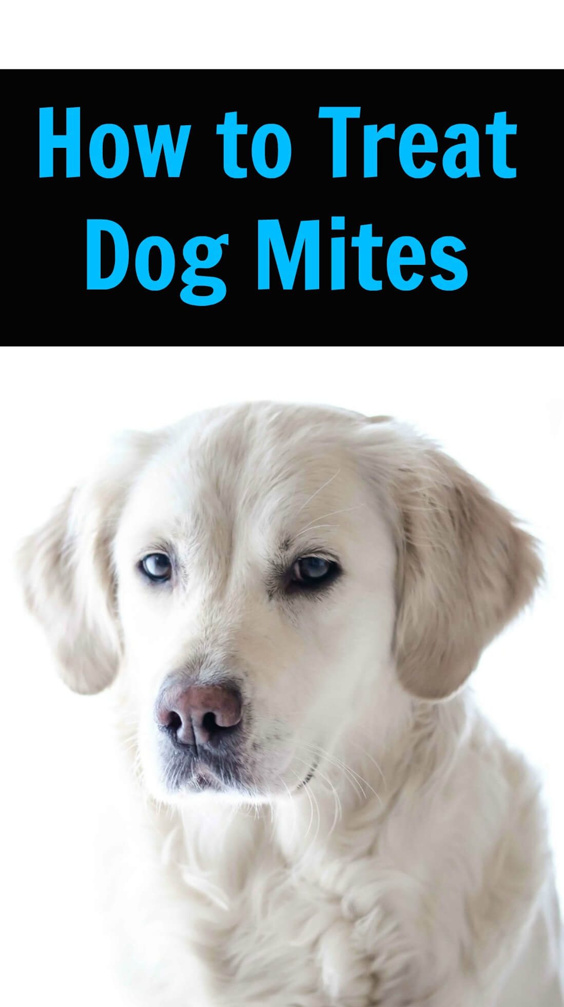 Dog Mite Treatment PBS Pet Travel