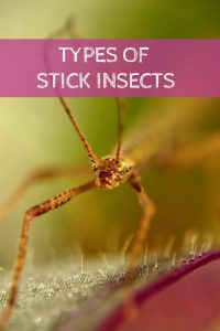types-stick-insects