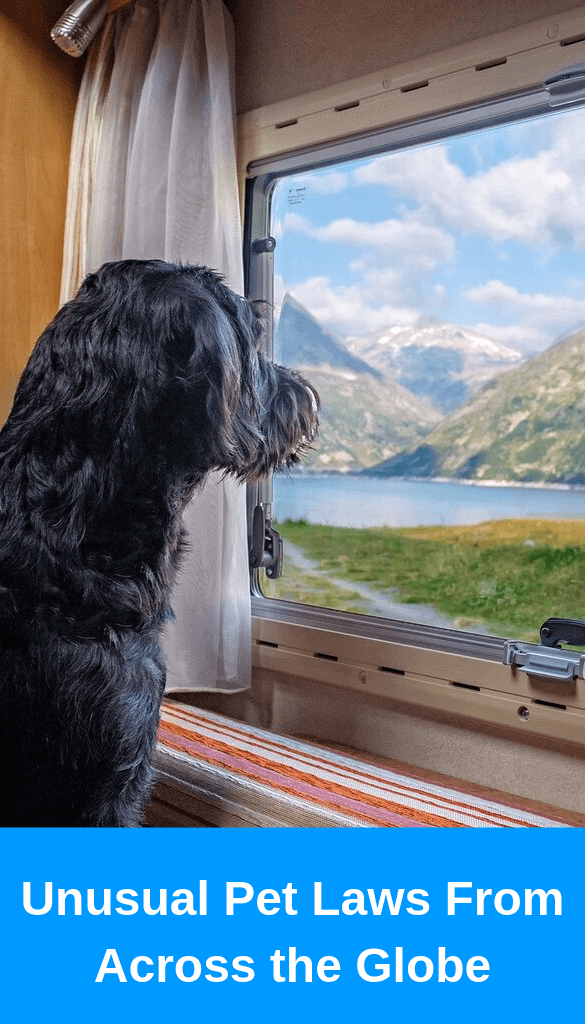 Dog looking out of the window