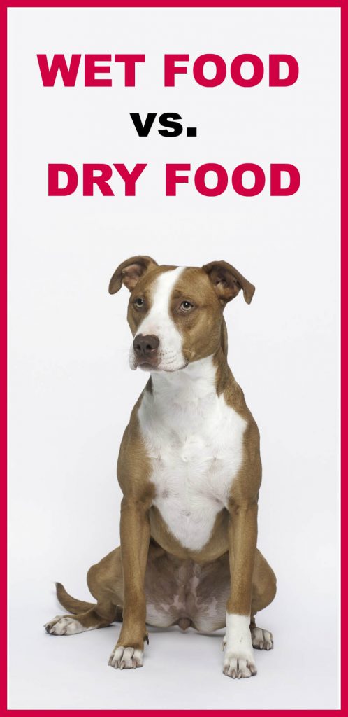 Ever wondered if wet food or dry food is better for your dog? Me too, until I stumbled across this great article which explains the whole topic. 