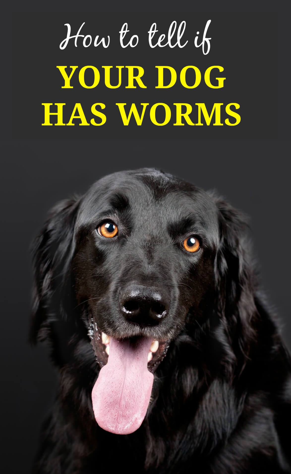 how do i know if my puppy has worms