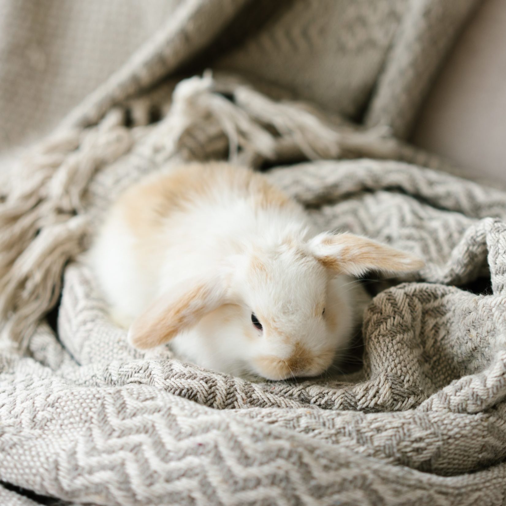 Keeping Pet Rabbits Warm in Winter Guide PBS Pet Travel